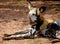 African Painted dog in the shade at Chester Zoo UK