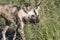 African Painted wild dog at Hluhluwe-Imfolozi Wildlife Park