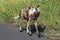 African Painted wild dog at Hluhluwe-Imfolozi Wildlife Park