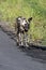 African Painted wild dog at Hluhluwe-Imfolozi Wildlife Park