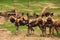 African painted wild dogs