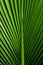 African Palm Leaf Closeup with Digital Symmetry on Shaped Canvas