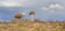 African panorama landscape with Quivertree forest and granite rocks with dramatic sky. Namibia