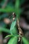 African paper wasp resting on a damaged leaf