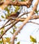 African Paradise Flycatcher