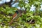 African Paradise Flycatcher