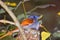 African paradise-flycatcher (Terpsiphone viridis)