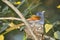 African paradise flycatcher (Terpsiphone viridis)