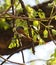 African Paradise Flycatcher Terpsiphone viridis perched on a branch