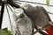 African parrots gray kiss pair. wildlife sweet