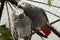 African parrots gray kiss pair. wings pet