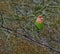 African Peach-Faced Lovebird