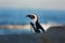 African penguin