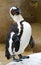 African Penguin