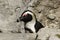 African penguin