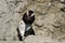 African penguin