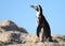 African Penguin