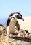 African Penguin