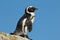 African penguin