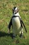 African penguin