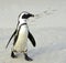 African penguin