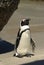 African penguin