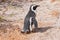 African Penguin