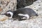 African Penguin