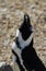 African Penguin