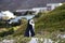 African penguin also known as or black-footed penguin looking at sunset standing at Boulders beach