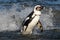 African Penguin also known as Cape Penguin