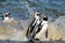 African Penguin also known as Cape Penguin