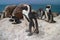 African penguin also known as the jackass penguin and black-footed penguin