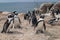 African penguin also known as the jackass penguin and black-footed penguin