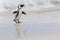 African penguin arriving on the beach