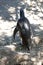 African penguin back