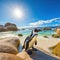 African penguin on the beach