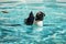 African penguin. Bird and birds. Water world and fauna. Wildlife and zoology