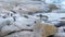 African Penguin at Boulders Beach near Simons Town on the Cape Peninsula