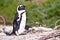 African penguin, Boulders Park, South Africa