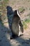 African penguin, The Boulders, South African Republic