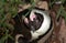 African penguin, The Boulders, South African Republic