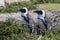 African Penguin breeding pair, Spheniscus demersus, at Stony Point Nature Reserve, Bettys Bay, Overberg, South Africa