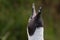 African penguin calling