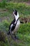 African penguin calling