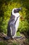 African Penguin Cape Peninsula