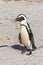 African penguin carrying nesting material