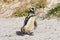 African penguin carrying nesting material