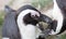 African penguin cleaning each others feathers