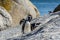 A African penguin  cleaning himself after swimming at boulders beach South Africa